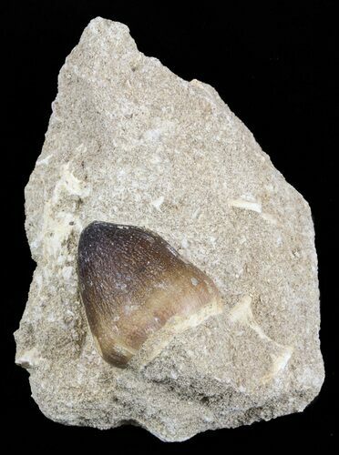 Igdamanosaurus (Globidens) Mosasaur Tooth In Rock #51922